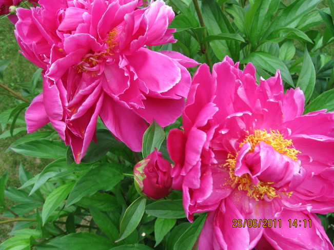 Two Pink Flowers 