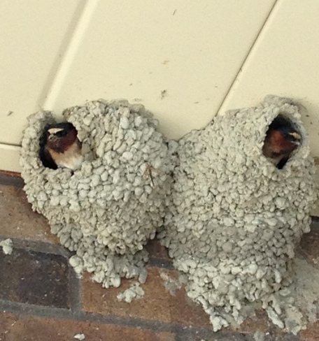 "Swallows peeking out" Timmins, Ontario Canada