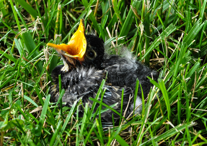 Baby robin Crediton, Ontario Canada