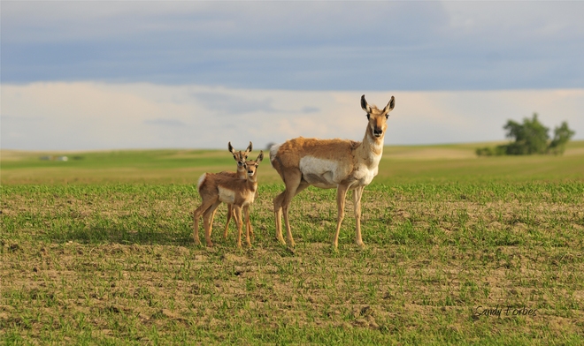 Mom Pronghorn and her twins Kyle, Saskatchewan Canada