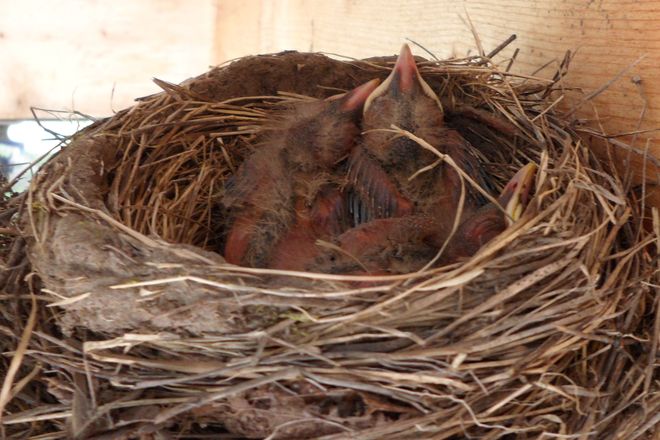 Day 7: baby robins 
