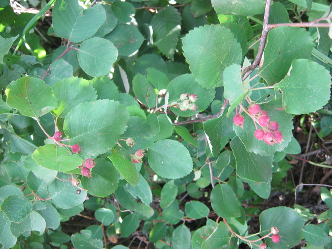 Saskatoon berries by the S Sask River Saskatoon, Saskatchewan Canada