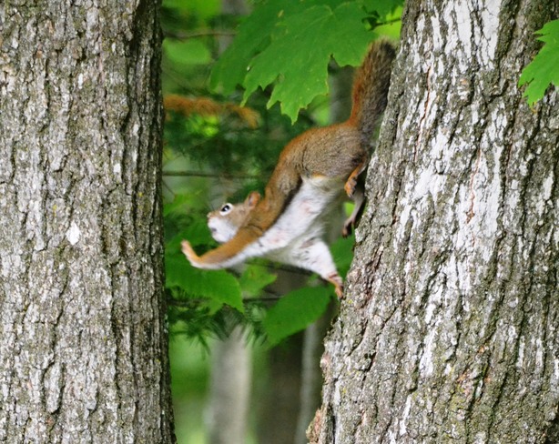 Red squirrel jumping from tree to tree! Cantley, Quebec Canada