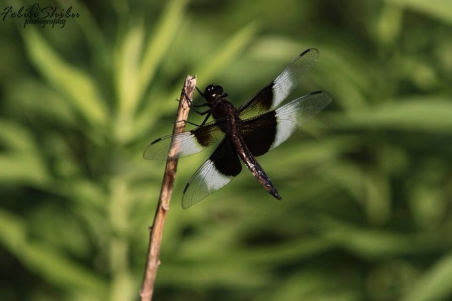Dragonfly Orangeville, Ontario Canada