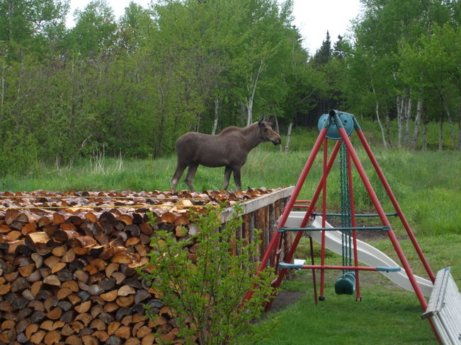 moose Lewisporte, Newfoundland and Labrador Canada