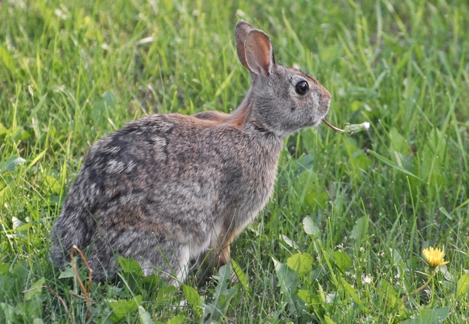Bunny Rabbit Winnipeg, Manitoba Canada