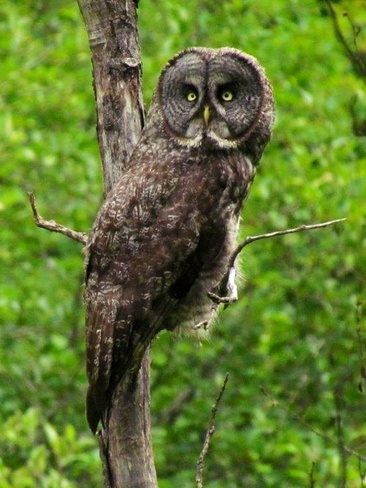 Great Grey Owl Orleans, Ontario Canada