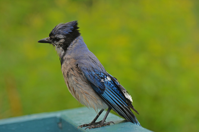 Wet & Dirty Blue Jay Whitby, Ontario Canada