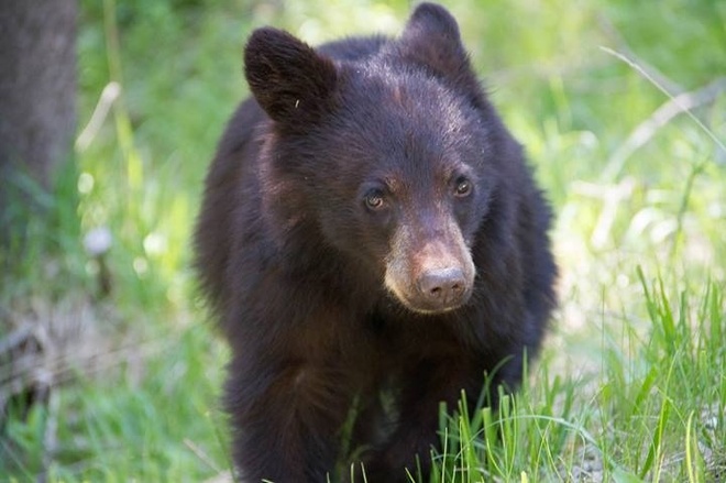 Baby Cub Bear Banff, Alberta Canada