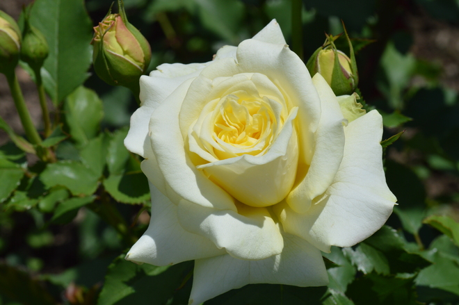 A Yellow Rose Welland, Ontario Canada