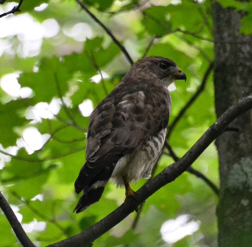 One legged Hawk!!! Cantley, Quebec Canada