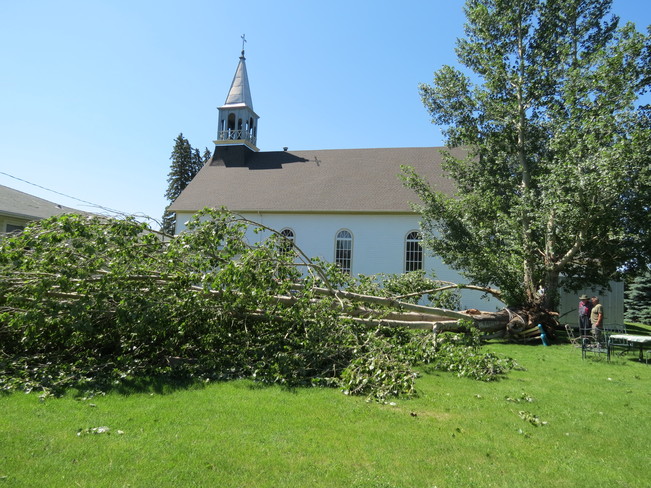 Blown down tree Fort Saskatchewan, Alberta Canada
