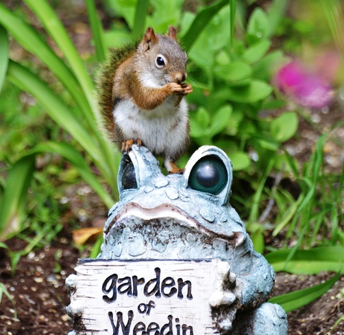 Red Squirrel on the Garden Frog in the Garden! Cantley, Quebec Canada
