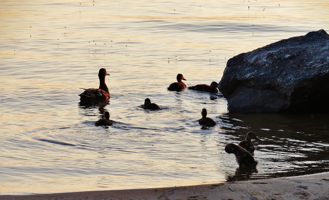 Shad flies rising from lake as ducks ready to eat! North Bay, Ontario Canada