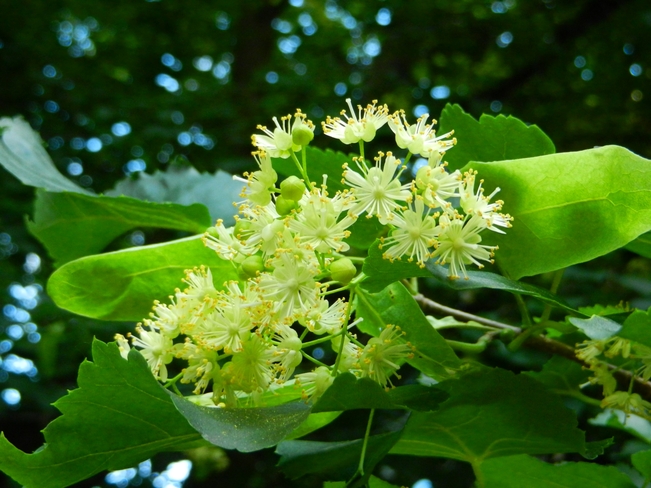 Linden Flower closeup 