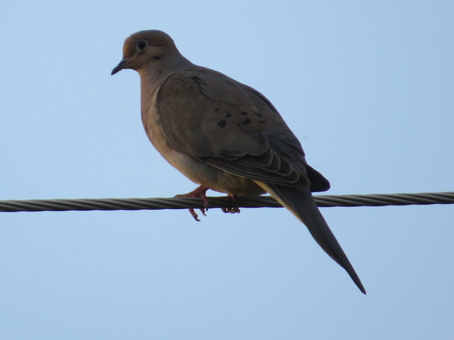 morning dove Rutherglen, Ontario Canada