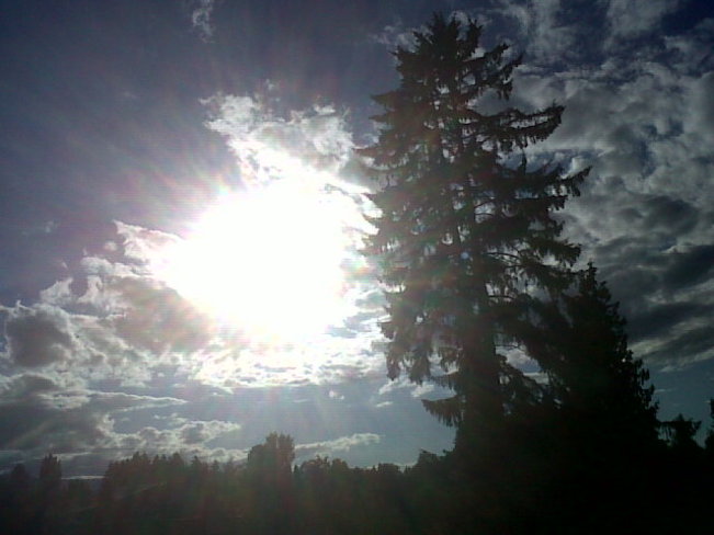 Big tree, clouds and sun. Courtenay, British Columbia Canada