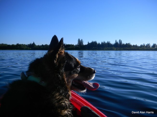 Moxie loves Kayaking Clyde, Alberta Canada