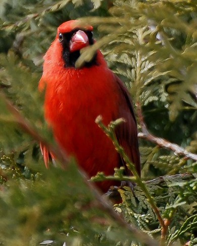 Nothern Cardinal Ottawa, Ontario Canada