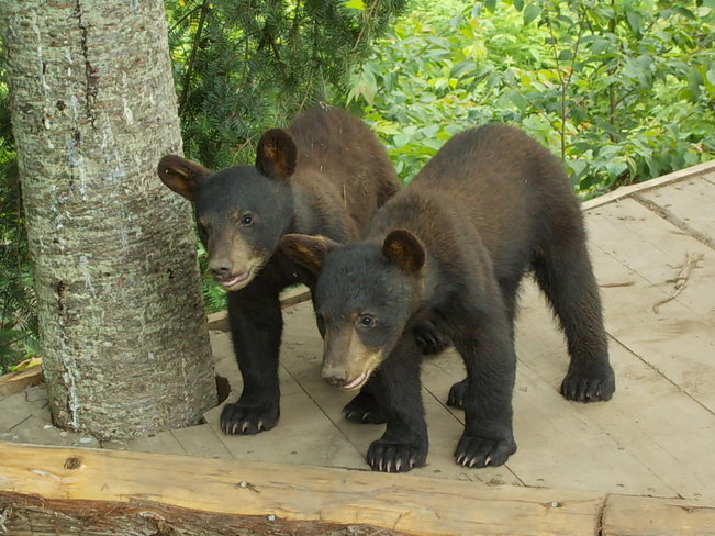 Parc Omega bear cubs Chesterville, Ontario Canada