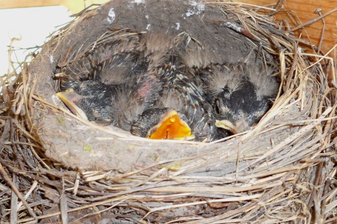 Day 10: baby robins 