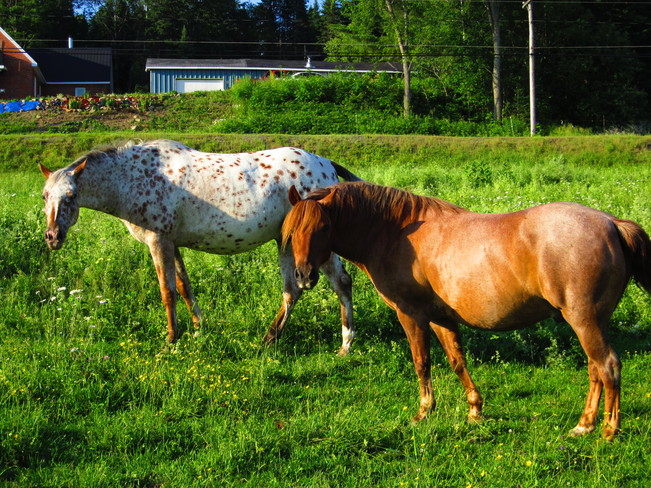 curious horses Nackawic, New Brunswick Canada