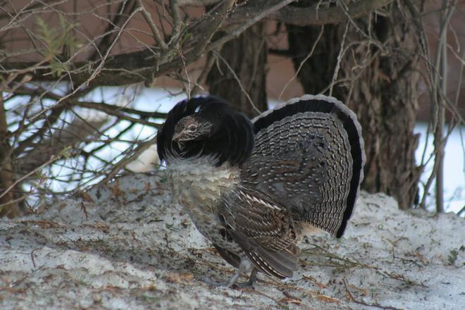 Male Partridge Pembroke, Ontario Canada