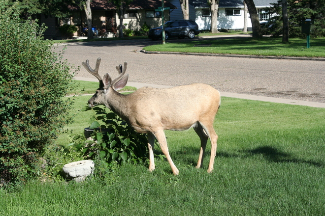 deer Medicine Hat, Alberta Canada