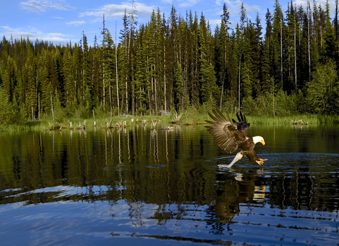 Eagle Kamloops, British Columbia Canada