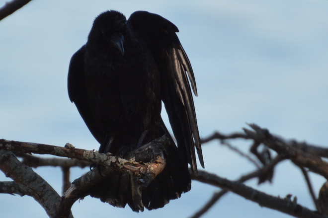 Crow Victoria, British Columbia Canada