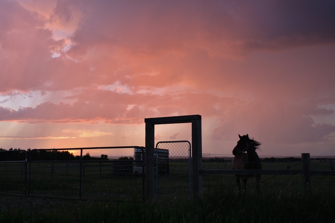 Horse at sunset in a shower Tofield, Alberta Canada