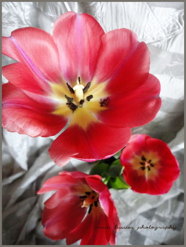 Tulips in pink Montréal, Quebec Canada
