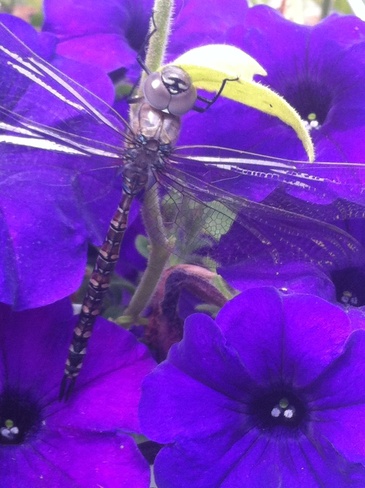 dragonfly Lloydminster, Saskatchewan Canada