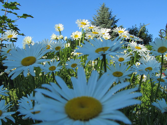 A walk thru the daisies Vernon, British Columbia Canada