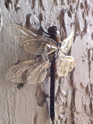 Dragonfly Portage La Prairie, Manitoba Canada