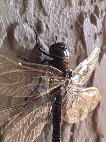 dragonfly pik#2 Portage La Prairie, Manitoba Canada
