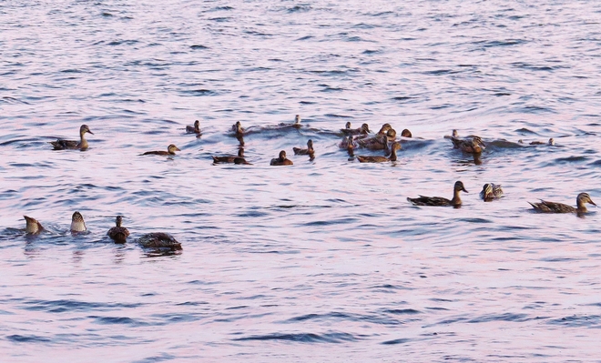 Unlimited ducks tonight, it seems! North Bay, Ontario Canada
