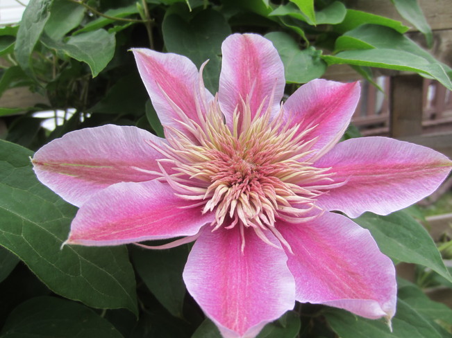 Empress Clematis flower 