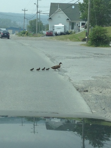 Duck family out for a stroll Clarenville-Shoal Harbour, Newfoundland and Labrador Canada