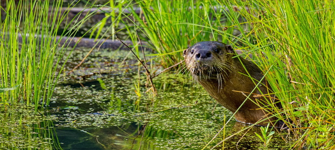 Otter Grand Forks, British Columbia Canada
