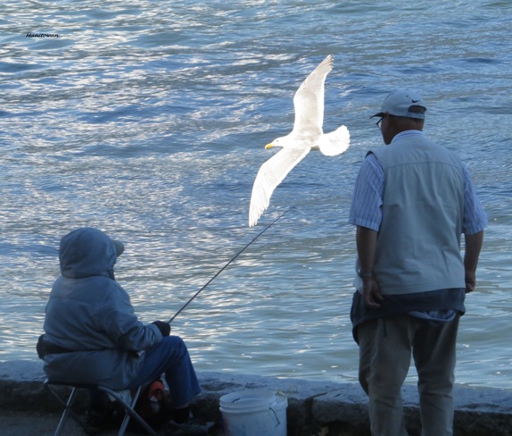 Fishing & Jonathon Livingston Seagull Soaring Vancouver, British Columbia Canada