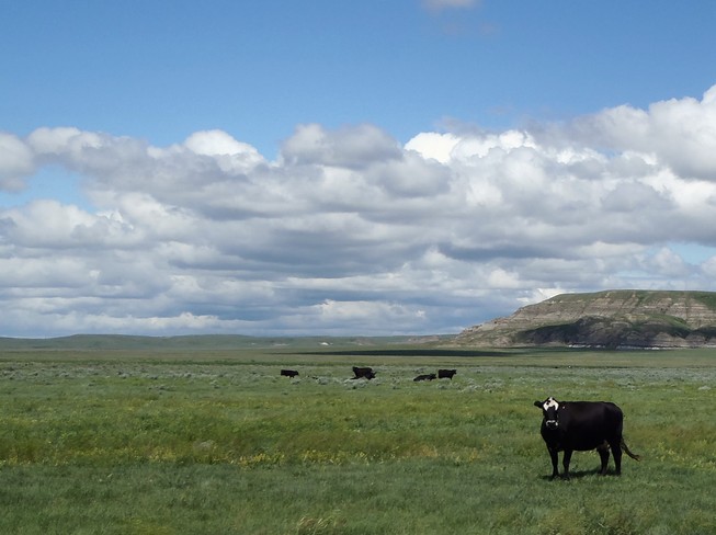 Cows in the Big Muddy Valley Big Beaver, Saskatchewan Canada