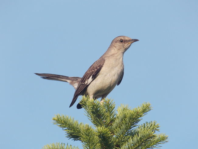 Northern Mockingbird Saint John, New Brunswick Canada