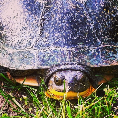 Turtle Stirling, Ontario Canada