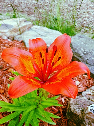 orange flower Bobcaygeon, Ontario Canada