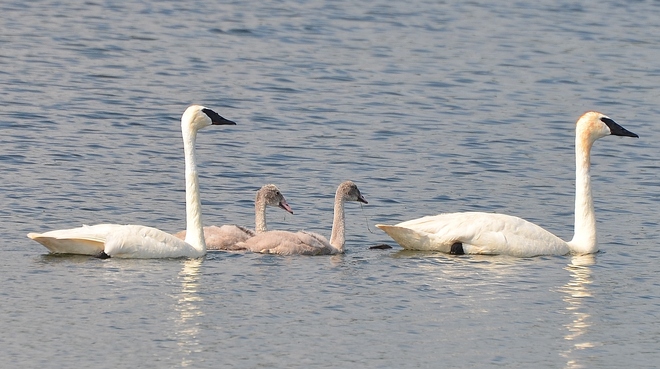 Trumpeter swans and cygnets 