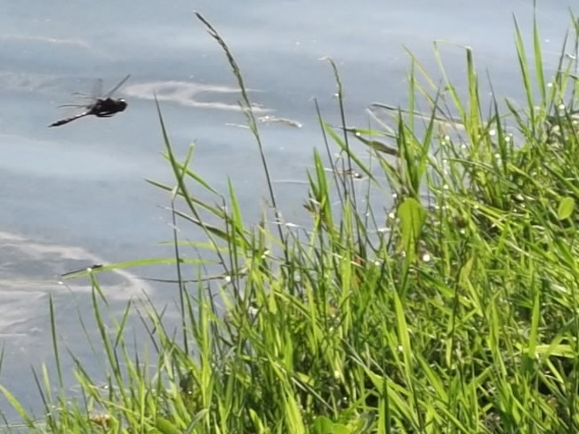 Drangon Fly along lake shoreline 