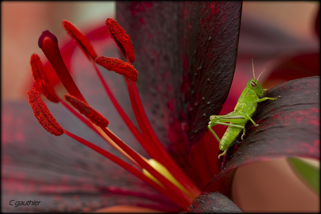 Lily and baby grasshopper. Magnetawan, Ontario Canada