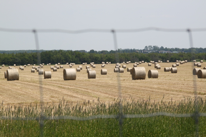 Acre of hay bales Charlottetown, Prince Edward Island Canada