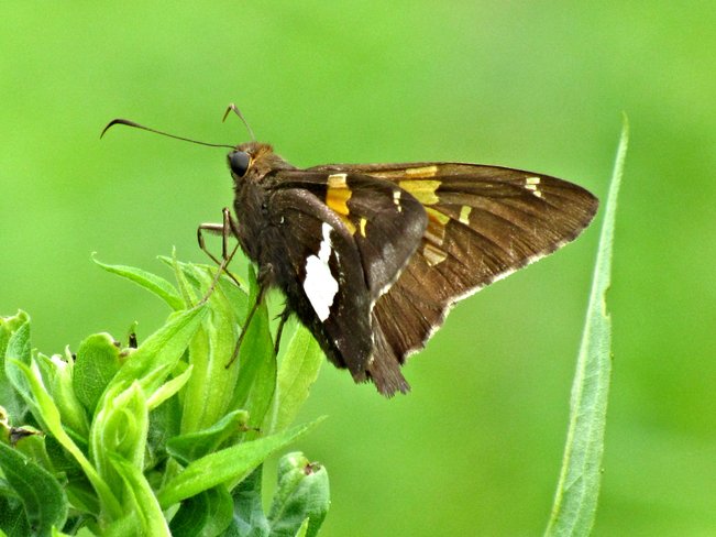 Moth Sarnia, Ontario Canada